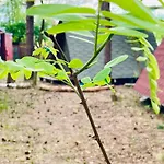 Κάμπινγκ Gruenzeit Waldcamp Glamping Und Cabins Nahe Spreewald *