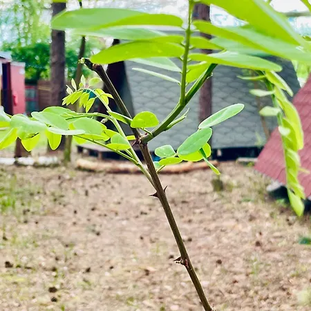 营地 Waldcamp Mit Einfachen Und Zweckmaessigen Huetten Und Caravans Pur *