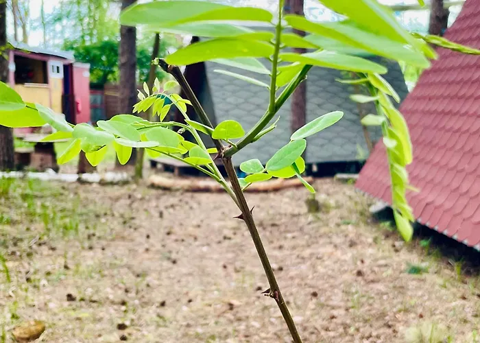 キャンプ場 Waldcamp Gruenzeit-Naturunterkuenfte, Upcycling Caravans & Glamping Naehe Spreewald Bei Cottbus *